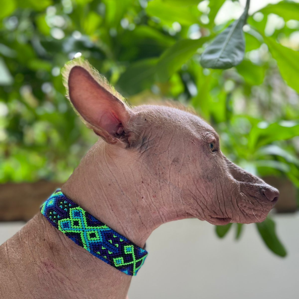 COLLAR BACALAR