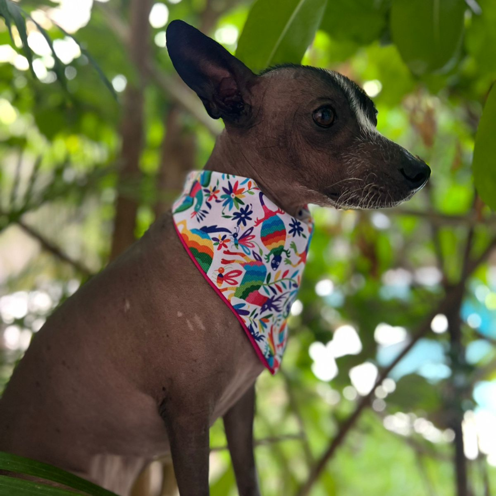 BANDANA TENANGO COLORES