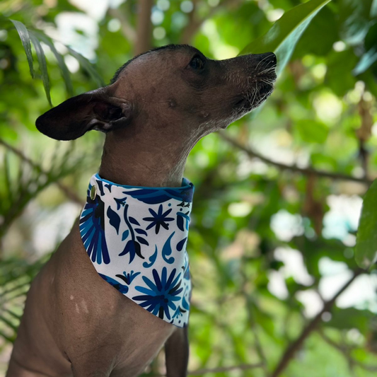 BANDANA TENANGO AZUL