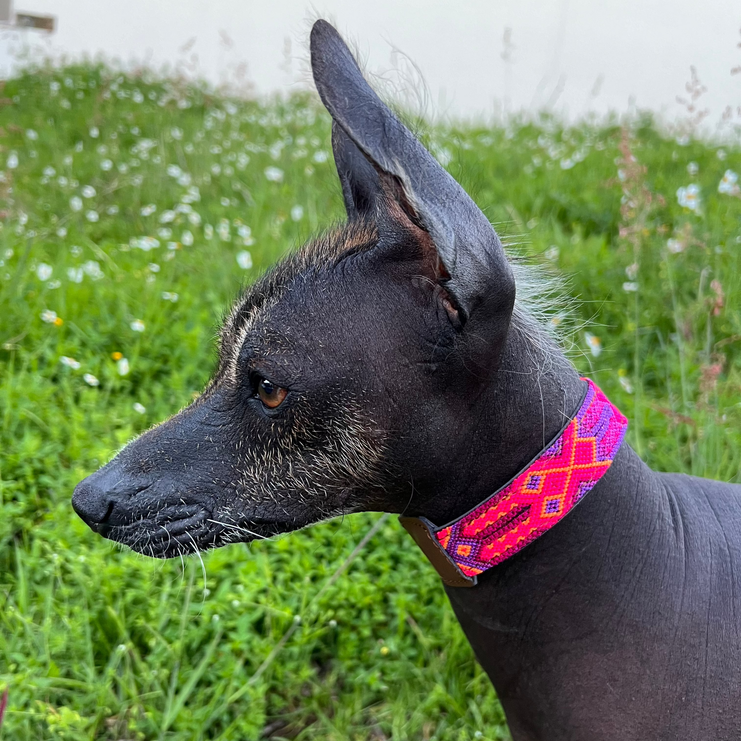 COLLAR VALLADOLID
